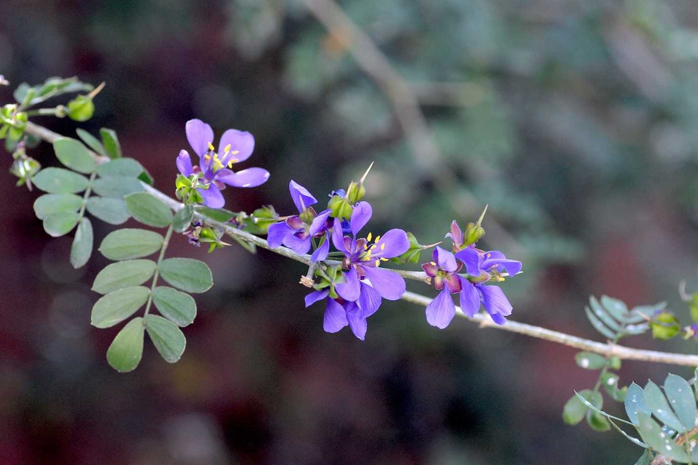 Several purple flowers on a branch with opposite pinnate leaves